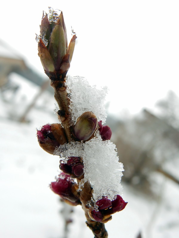 mon joli bois tente de fleurir sous la neige Dscn2714