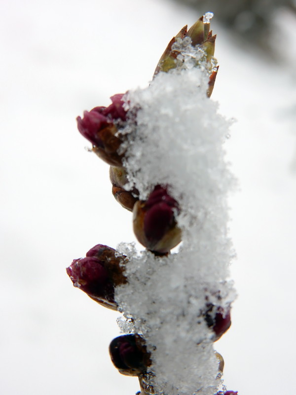 mon joli bois tente de fleurir sous la neige Dscn2716