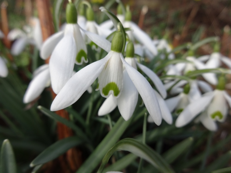 Erste Frühlingsboten im Garten und in Wald und Flur - Seite 16 44410