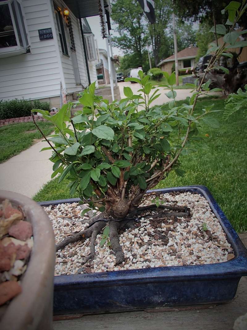 Buckthorn(Rhamnus cathartica) as bonsai? June_214