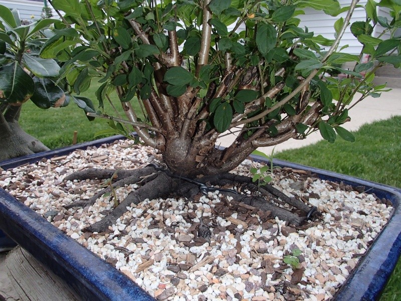 Buckthorn(Rhamnus cathartica) as bonsai? June_215