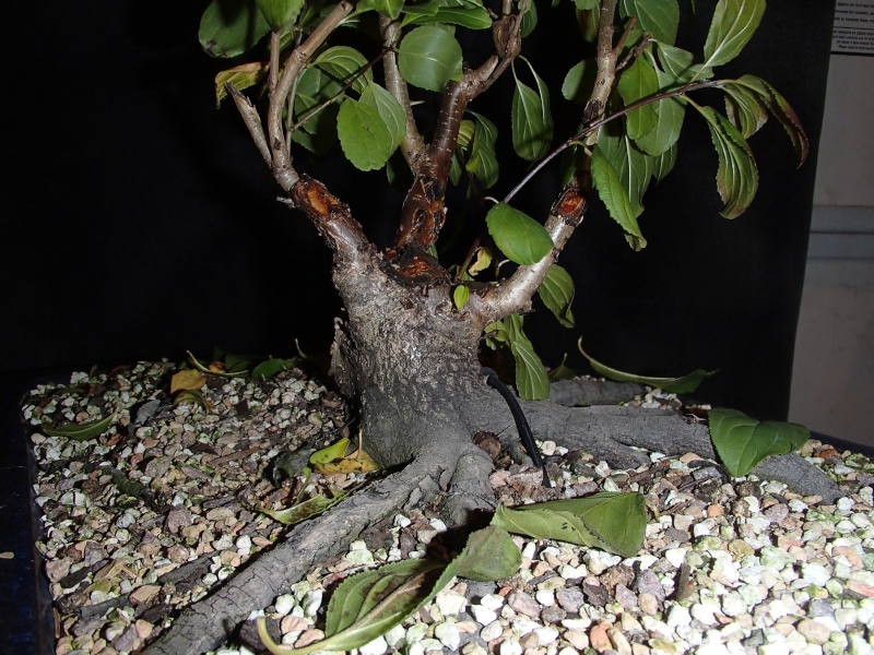 Buckthorn(Rhamnus cathartica) as bonsai? Nov_2013