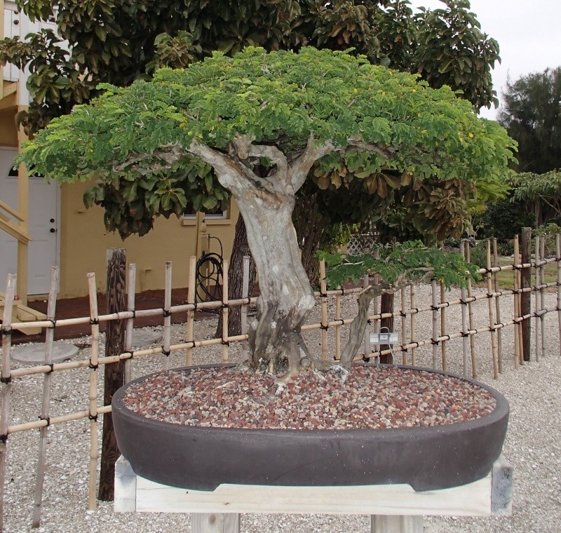 Brazilian Raintree Flat-top Progression. Lots of Pictures - please wait to load - Page 3 P1150017