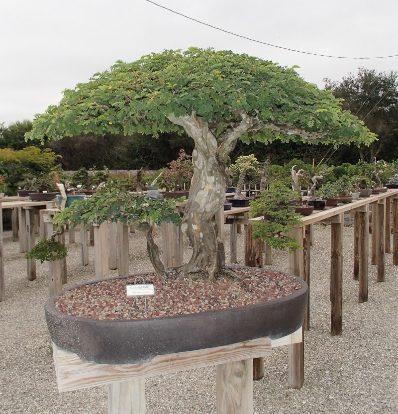 a winter trip to florida and wigerts bonsai nursery in fort myers P1150025