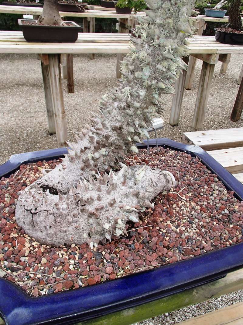 a winter trip to florida and wigerts bonsai nursery in fort myers   P1150028