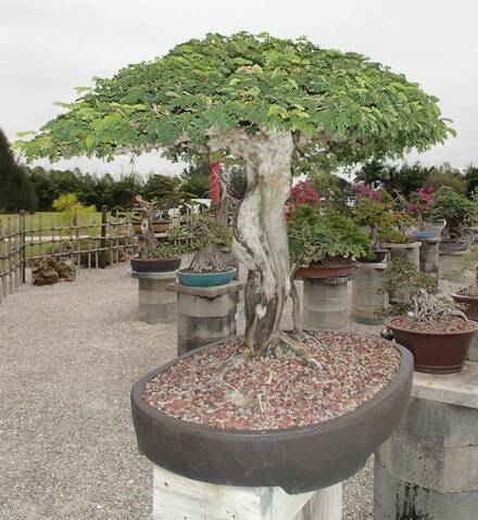 Brazilian Raintree - *Wigert's Specimen Tree* - Wigert's Bonsai