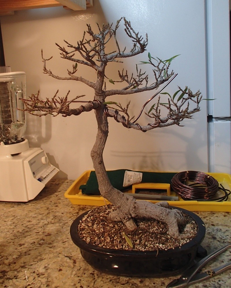 a willow leaf ficus story  Winter17
