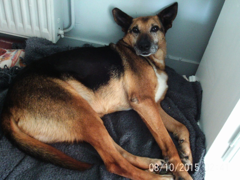 tino - Urgent - TINO - x ba 15 ans (5 ans de refuge)  - Refuge de l'Angoumois à Mornac (16) Ptdc0315