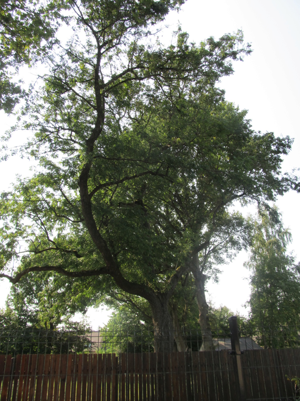 Apprendre à reconnaitre les arbres qui nous entourent Cormie12