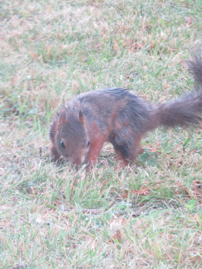 ANIMAUX EN TOUS GENRES (pris en photos personnellement et manuellement ). - Page 27 Img_4517