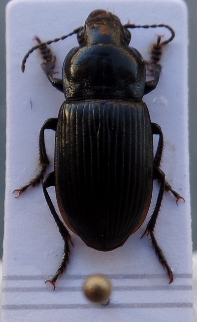 [Anisodactylus signatus] Harpalinae. Anisodactylus ? Harpal11