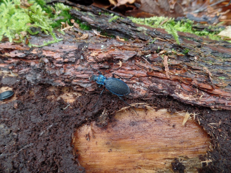 petite sortie en Forêt d'Evreux  Sam_0017