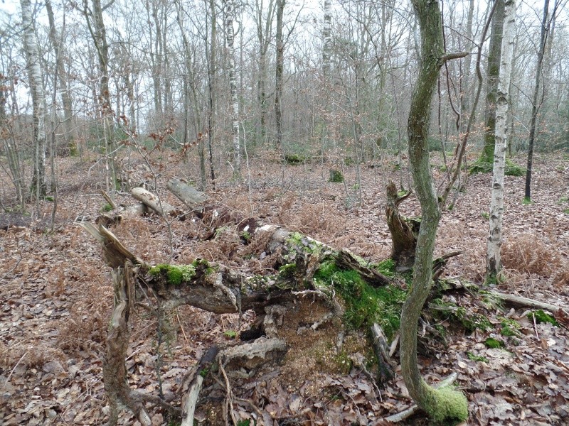 petite sortie en Forêt d'Evreux  Sam_0024