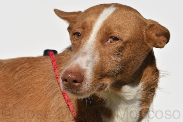 CHLOE - podenca 2 ans - Asso Une Histoire de Galgos - Espagne  Chloe610