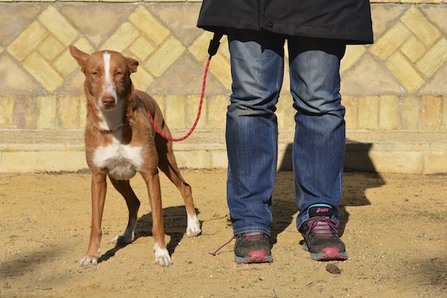 CHLOE - podenca 2 ans - Asso Une Histoire de Galgos - Espagne  Chloe810