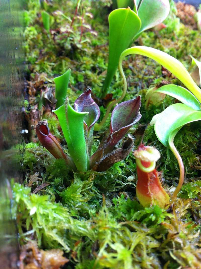 Nepenthes terrarium - Page 2 Eephot10