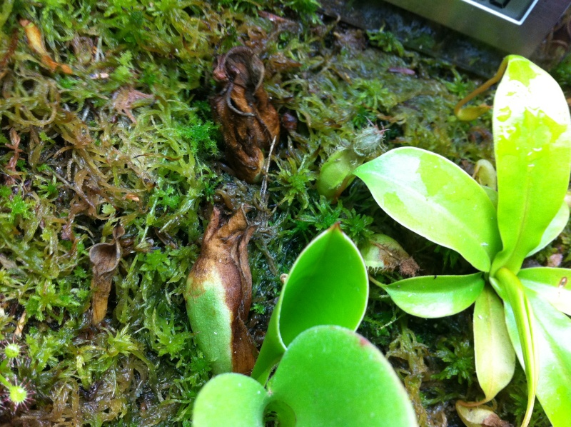 Nepenthes terrarium - Page 2 Photo_34