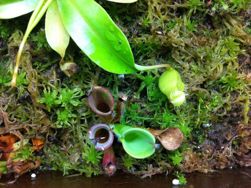 Nepenthes terrarium - Page 2 Photo_35