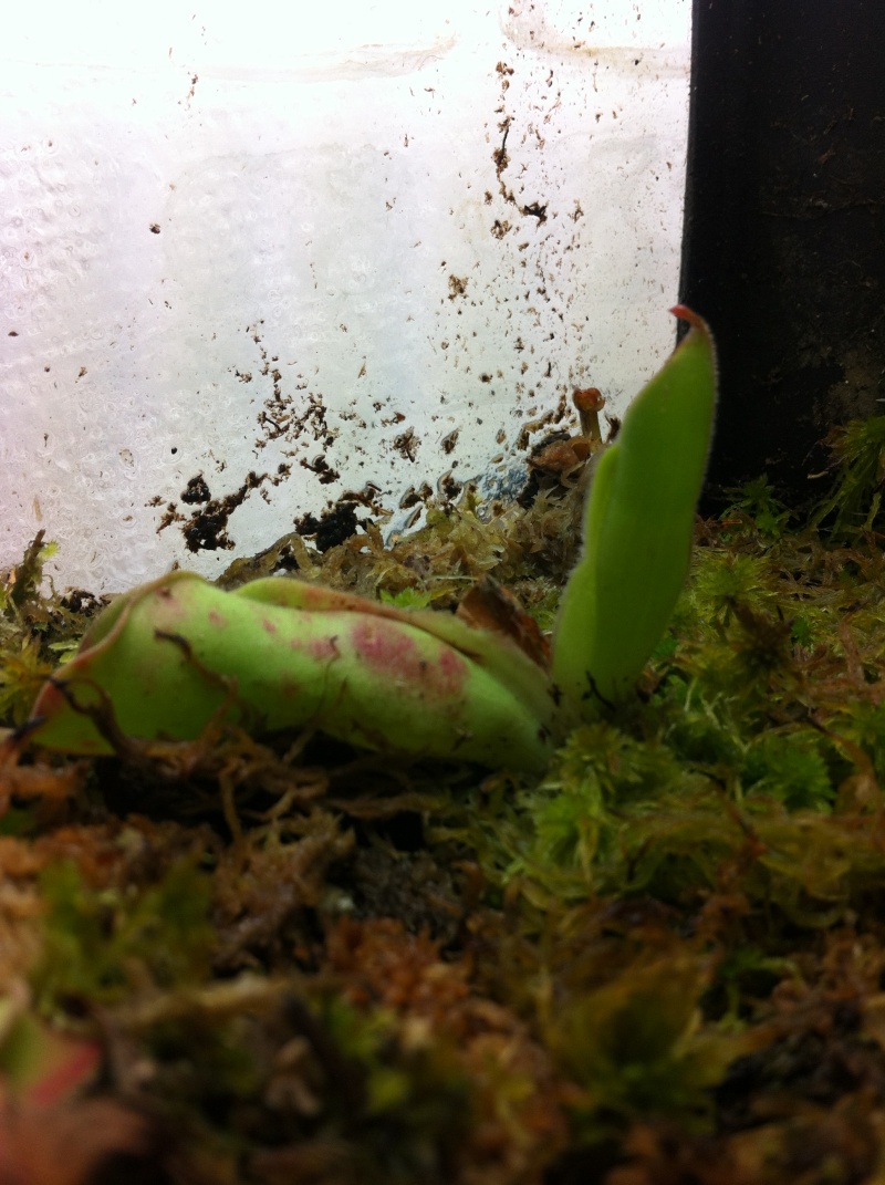 Nepenthes terrarium - Page 2 Photo_37