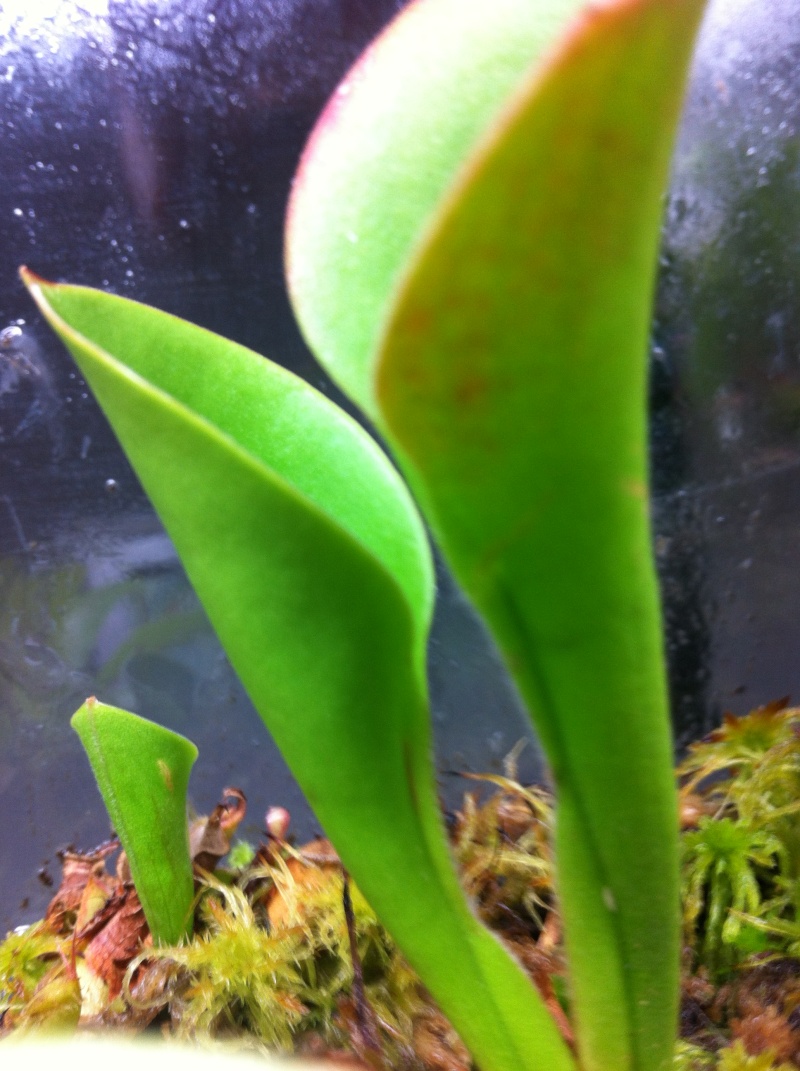 Nepenthes terrarium - Page 2 Photo_38
