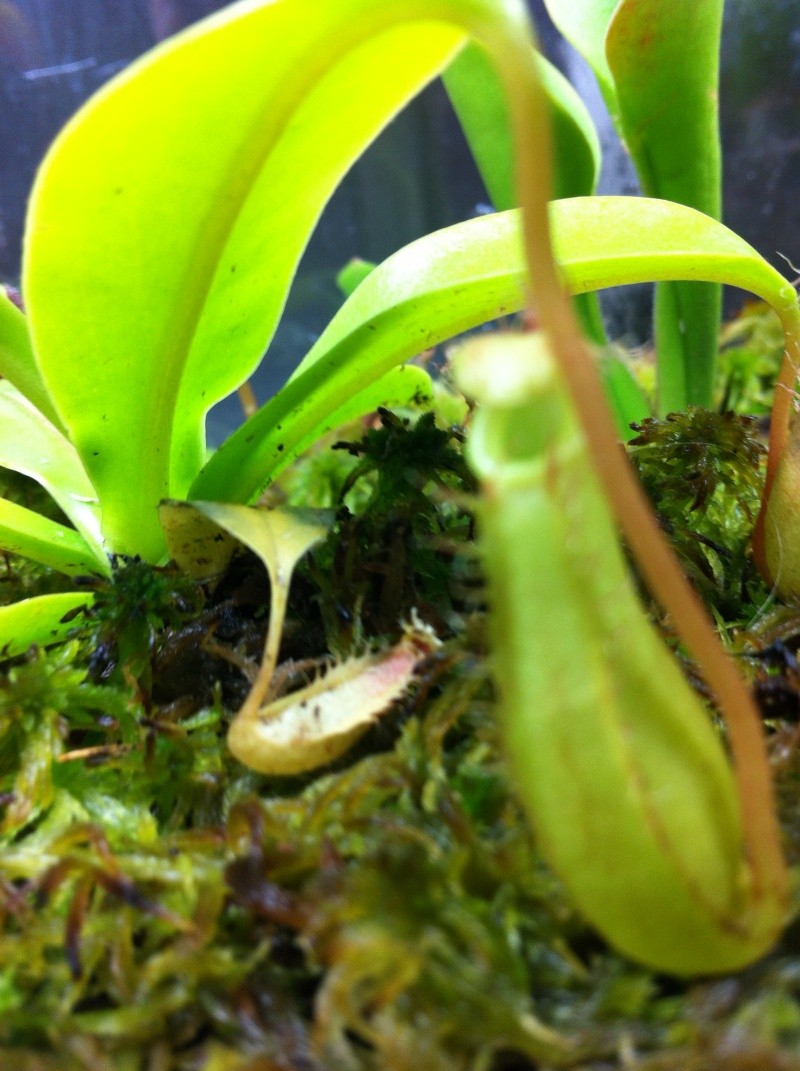Nepenthes terrarium - Page 2 Photo_39