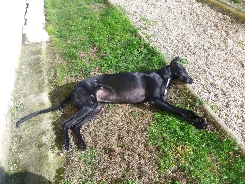 Morante, galgo attaqué, mordu par ses frères car trop bon, trop doux,à l'adoption "Scooby France Adopté - Page 18 2013-036