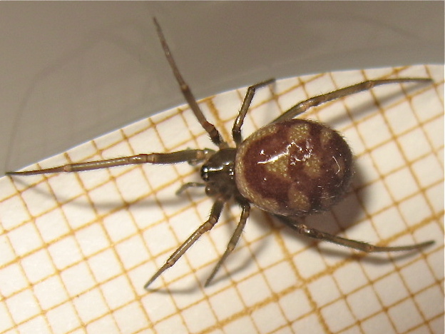 Série de grosses (Steatoda grossa) Img_4015