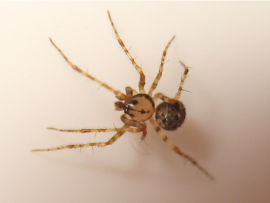 Sternum ID (Ero furcata) Img_4115