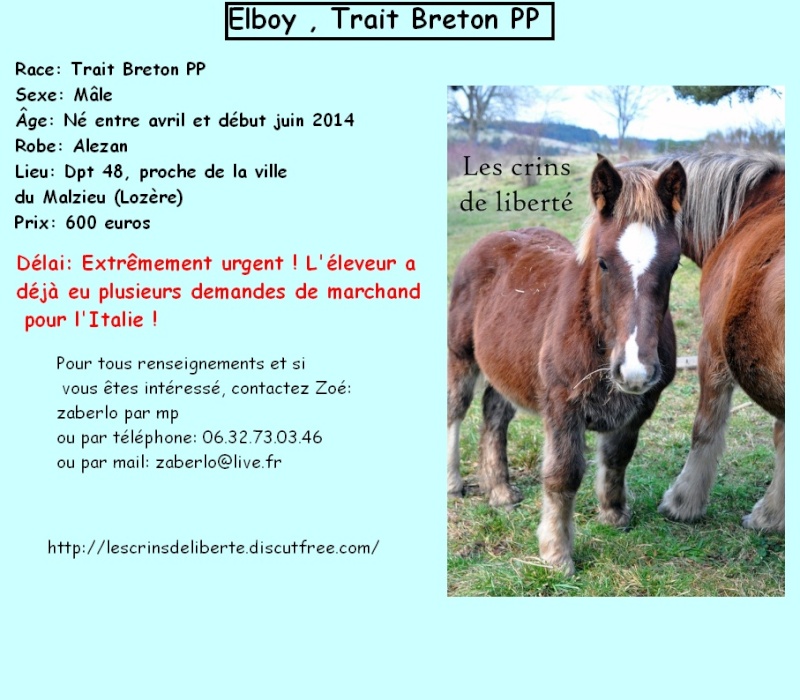 (Dpt 48) Evidence & Elboy - Traits breton PP - Sauvés par Akina !!!!!!!! (Janvier 2015) Les_cr17