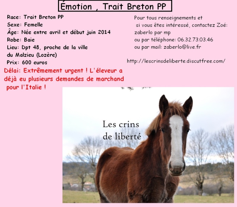 Dpt 48 - Emotion (Emmi) - Trait breton PP - Sauvée par Marion !!!!!!!!! (Fevrier 2015) Les_cr19