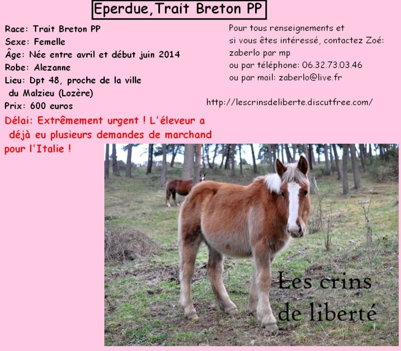 Dpt 48 - Eperdue - Trait breton PP - Sauvée par Jacline !!!!!!!!!!!!!! (Fevrier 2015) Les_cr22