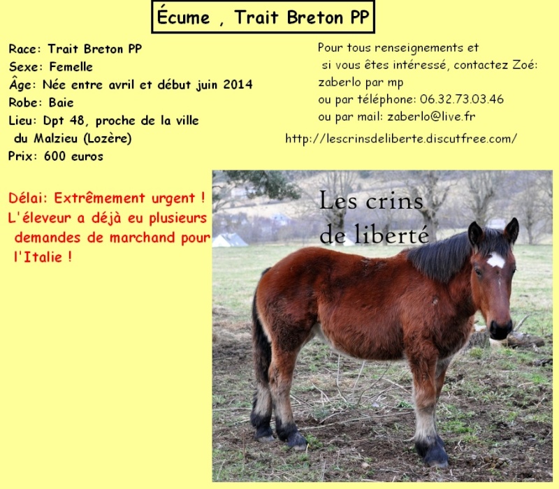 Dpt 48 - Ecume - Trait breton PP - Sauvée par Jacqueline !!!!!!!!!!!!!! (Janvier 2015) Les_cr24