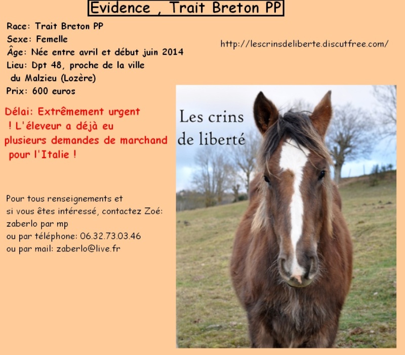 (Dpt 48) Evidence & Elboy - Traits breton PP - Sauvés par Akina !!!!!!!! (Janvier 2015) Les_cr29