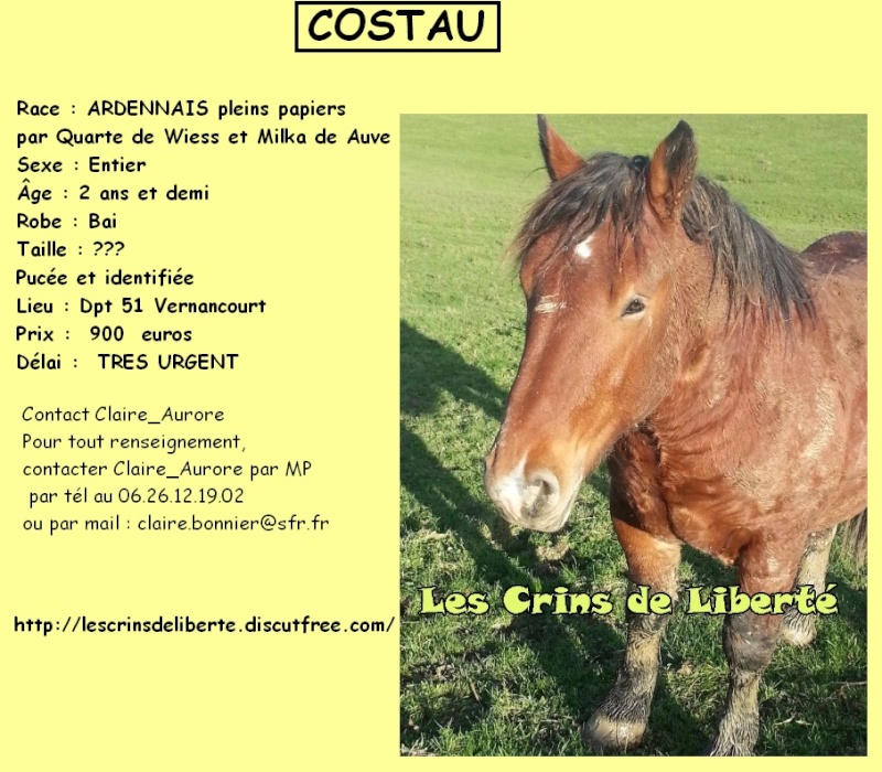 (Dpt 51) COSTAU et CEZAR - Traits ARDENNAIS - réservés par Mélanie !!!!!!!!!! (Mars 2015) Les_cr46