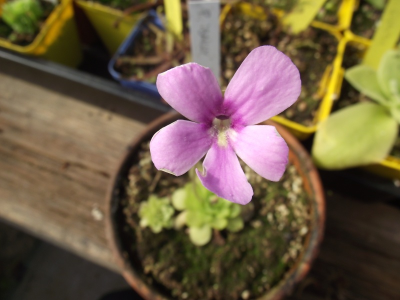 Photos Pinguicula Dscf4027