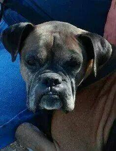 LOST BOXER NAMED KRONK Et410