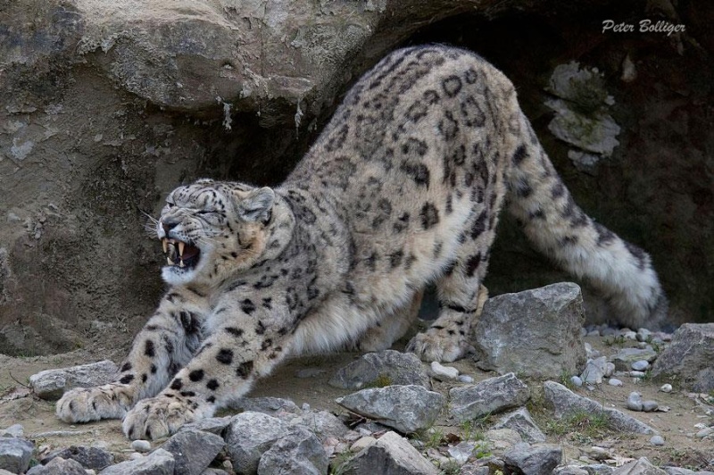 papo - The STS 2014 Animal figure of the year: Papo snow leopard - Page 2 10670210