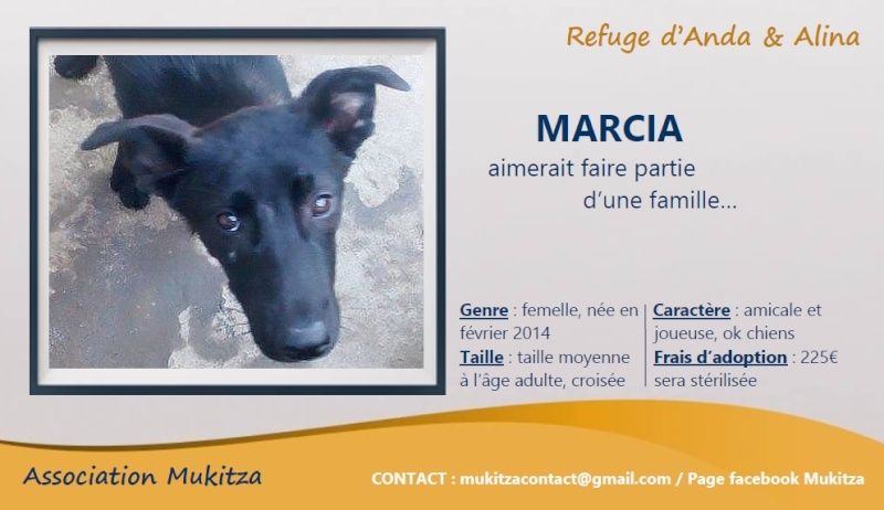 MARCIA, femelle taille moyenne, née en 2014 - (ANDA) - URGENT Visue158