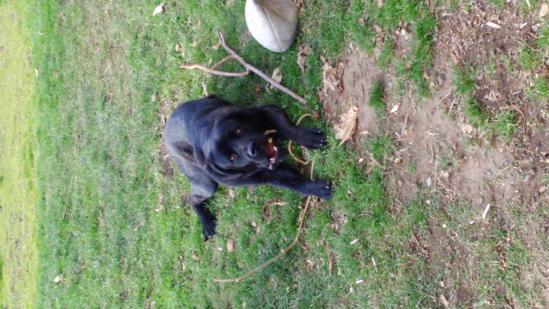 Hina (croisé dogue de bordeau et cane corso) - Page 17 Dsc_0010