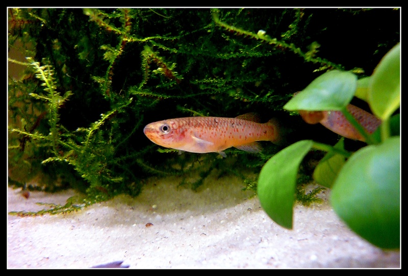 Mon petit coin de nature  P1180311