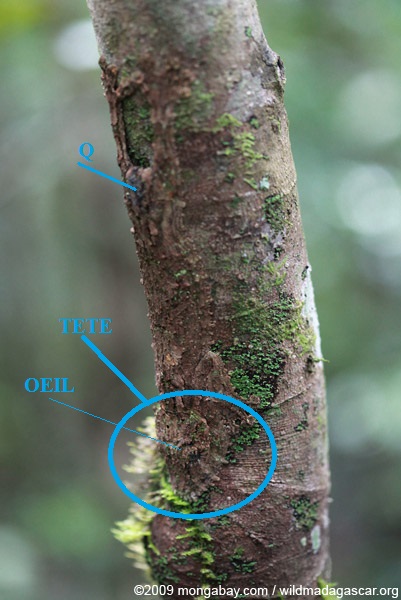 Photos de branches... - Page 2 Madaga10