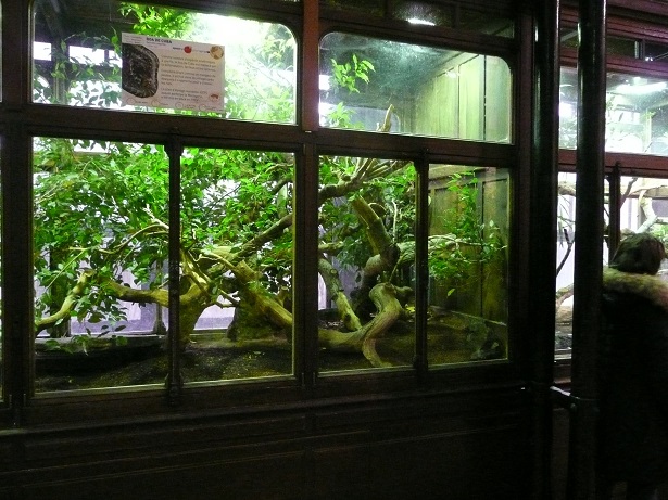 Vivarium de la Ménagerie du Jardin des Plantes de Paris Terrar13