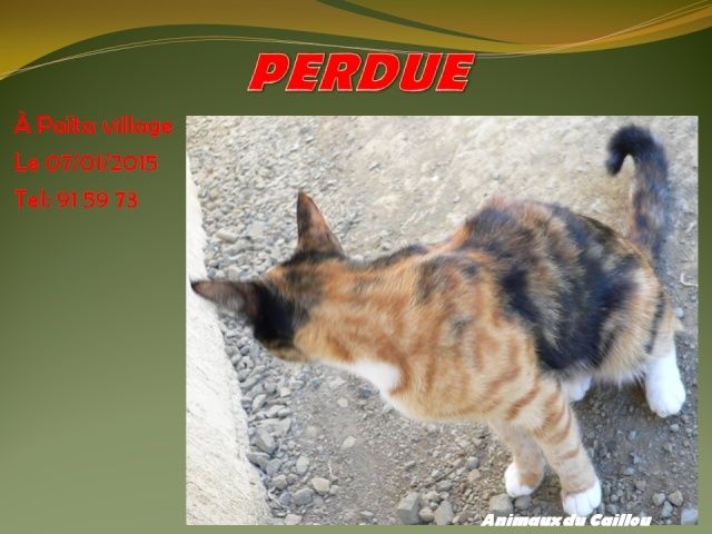 PERDUE chatte 3 couleurs à Paita le 07/01/2015 20140130