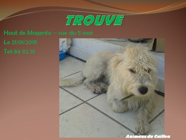 TROUVE chien blanc Haut de Magenta le 21/01/2015 20140141