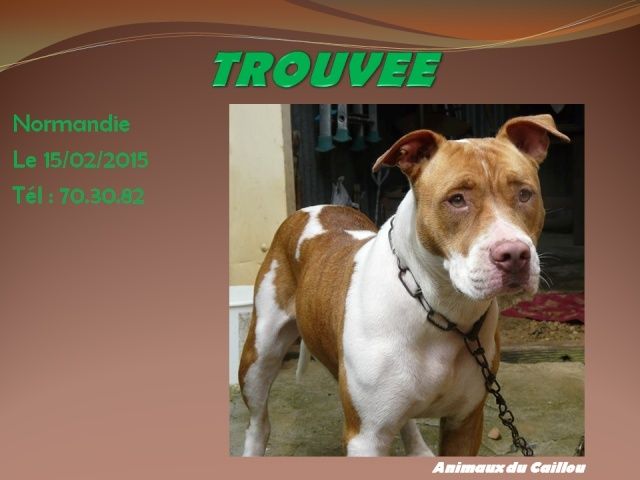 TROUVEE chienne pitt à Normandie le 15/02/2015 20140228