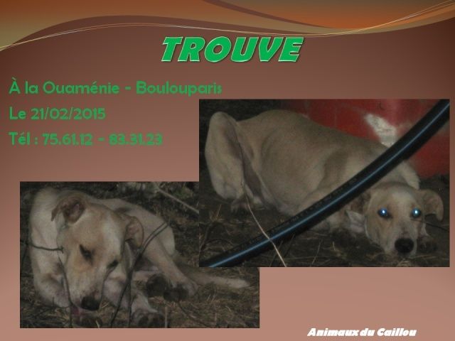 TROUVE chien blanc beige à la Ouaménie le 21/02/2015 20140244