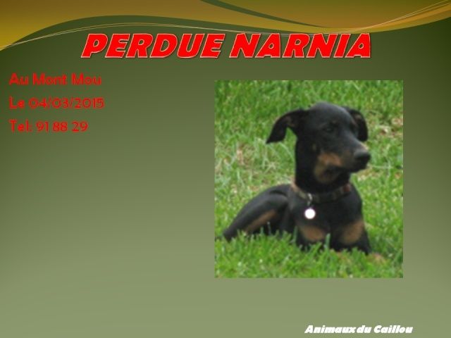 PERDUE NARNIA beauceron au Mont mou le 04/03/2015 20140314