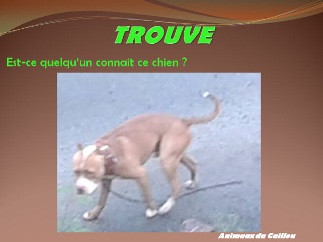 TROUVE / VU pitbull blanc marron  2014mm10
