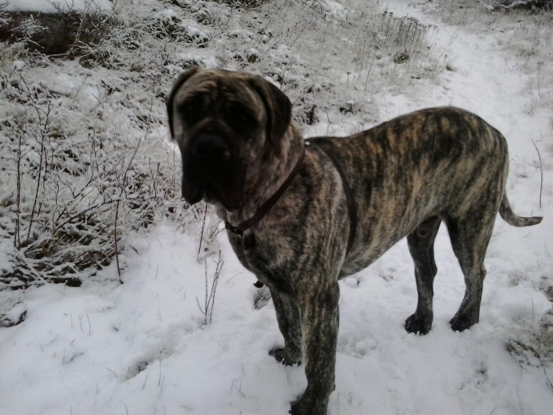 Sabaka - patapouf, perro de presa canario (dogue des canaries) 20141218