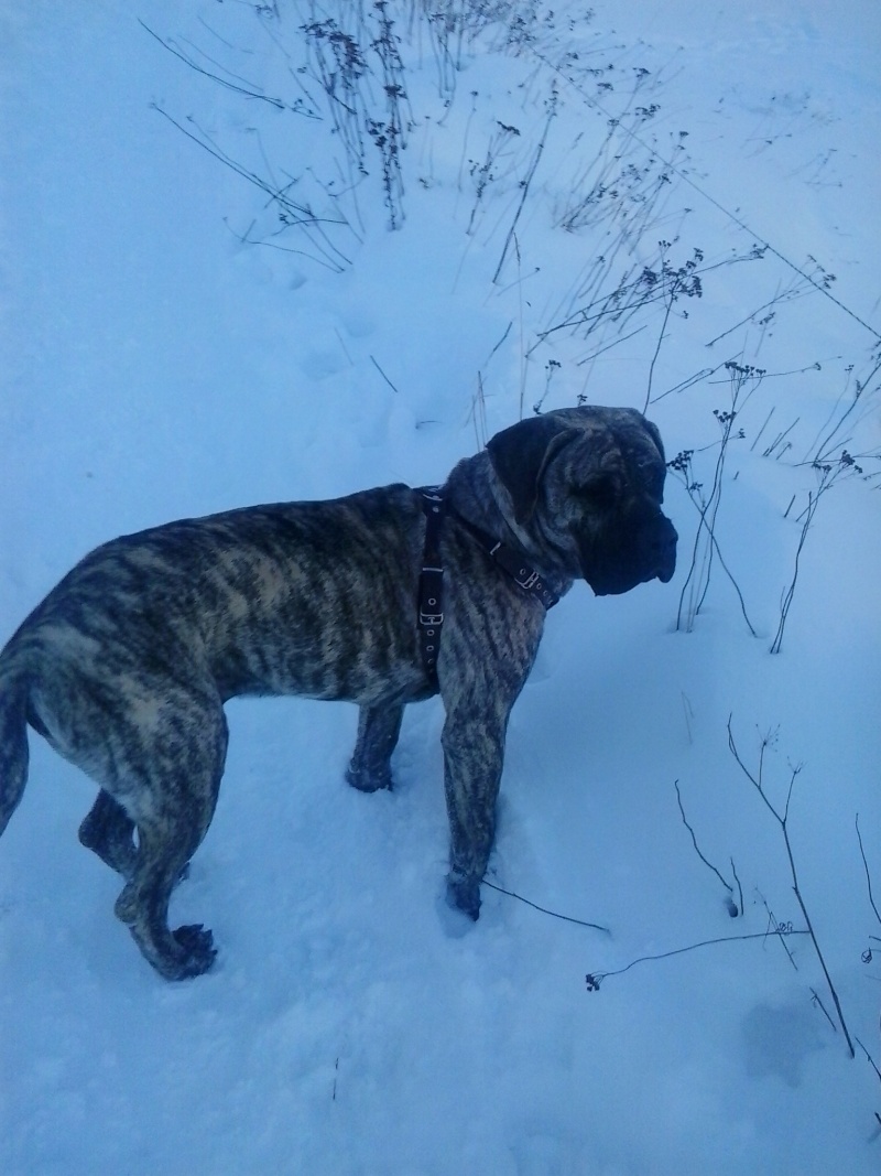 Sabaka - patapouf, perro de presa canario (dogue des canaries) 20141226